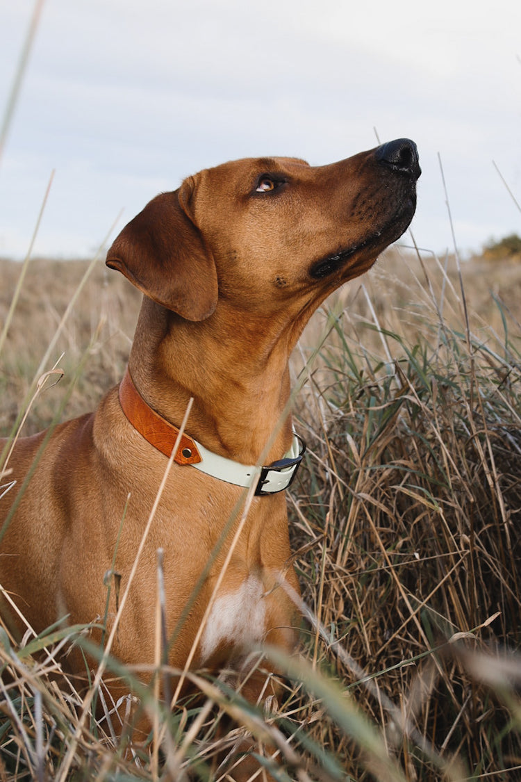 Burn Fettleder/ Biothane